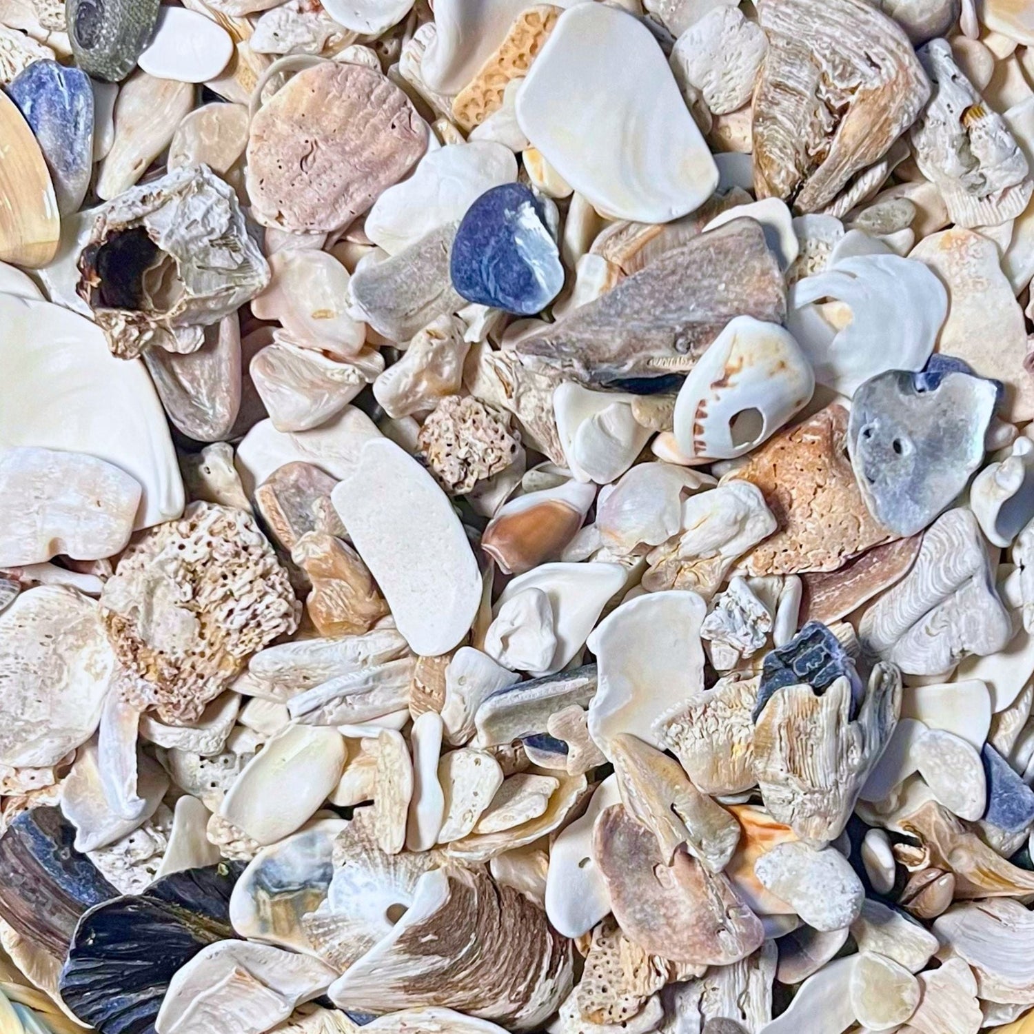 Close up of sea shell fragments and pieces
