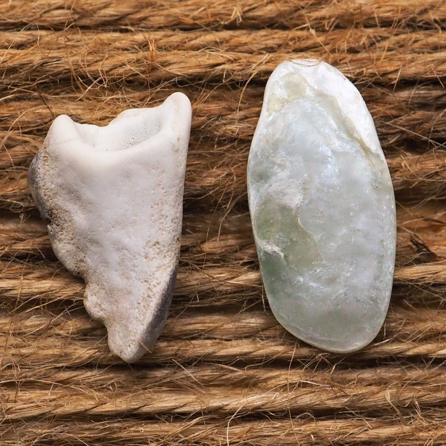 Crab claw and sea shell fragment
