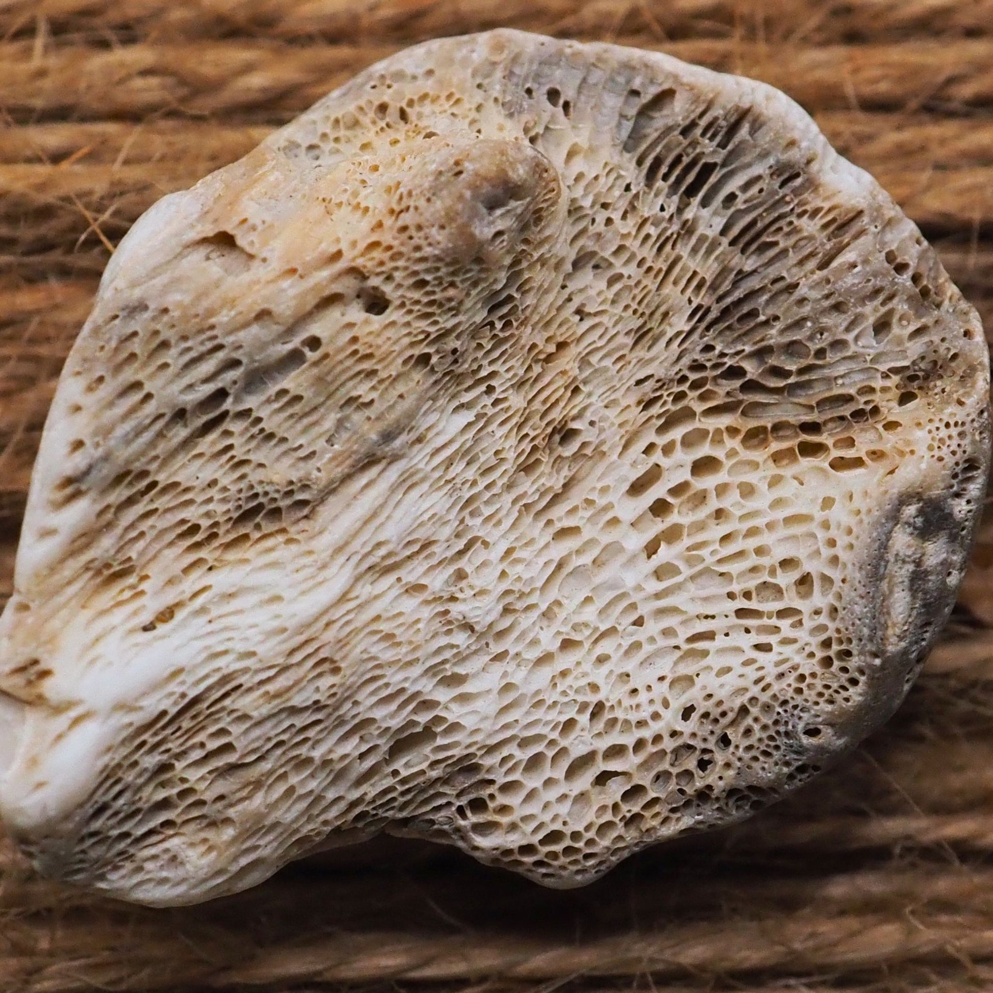 Fossilized sea shell fragment close up