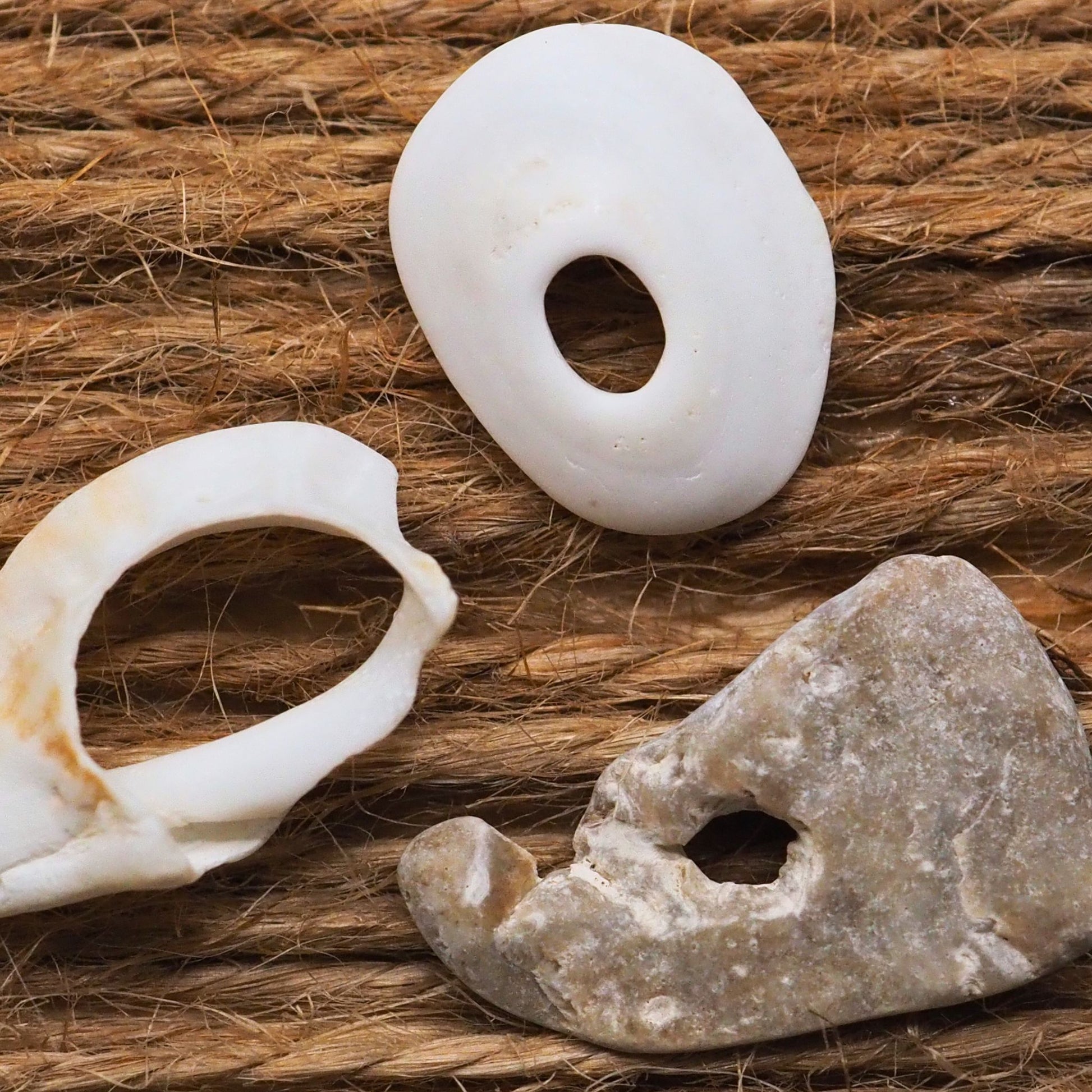 Three sea shells with holes